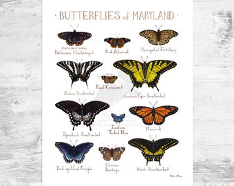 Maryland Butterflies Field Guide Art Print Mini 8x10