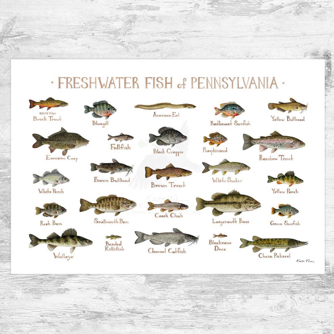 Pennsylvania Freshwater Fish Field Guide Art Print / Fish Nature Study  Poster 