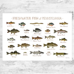 Impression d'art du guide des poissons d'eau douce de Pennsylvanie / Poster d'étude de la nature des poissons