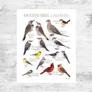 Alabama Backyard Birds Field Guide Impression d'art Mini 8 x 10