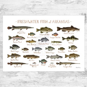 Arkansas Freshwater Fish Field Guide Art Print / Fish Nature Study Poster