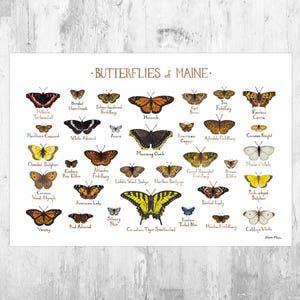 Maine Butterflies Field Guide Art Print / Butterfly Poster / Watercolor Painting / Wall Art / Nature Print