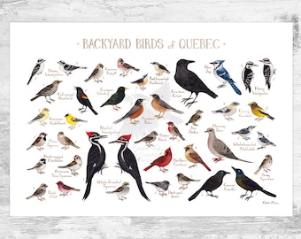 Quebec Backyard Birds Field Guide Art Print / Watercolor Painting / Wall Art / Nature Print / Bird Poster