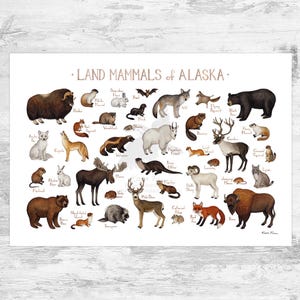 Impression d'art guide de terrain sur les mammifères terrestres de l'Alaska / Animaux d'Alaska / Peinture à l'aquarelle / Art mural / Impression de la nature / Poster animalier