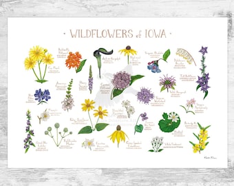 Iowa Wildflowers Field Guide Art Print / Common Flowers of Iowa / Iowa Native Plants Poster