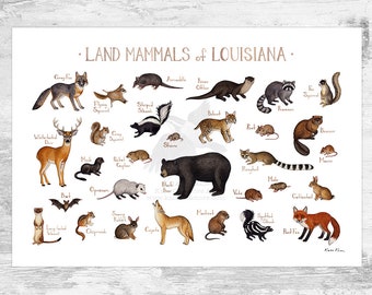 Louisiana Land Mammals Field Guide Art Print  / Animals of Louisiana / Watercolor Painting / Wall Art / Nature Print / Wildlife Poster