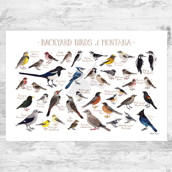 Montana Backyard Birds Field Guide Art Print / Watercolor Painting Print / Birdwatching Wall Art / Nature Print / Bird Poster