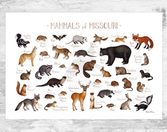 Missouri Mammals Field Guide Art Print  / Animals of Missouri / Watercolor Painting / Wall Art / Nature Print / Wildlife Poster