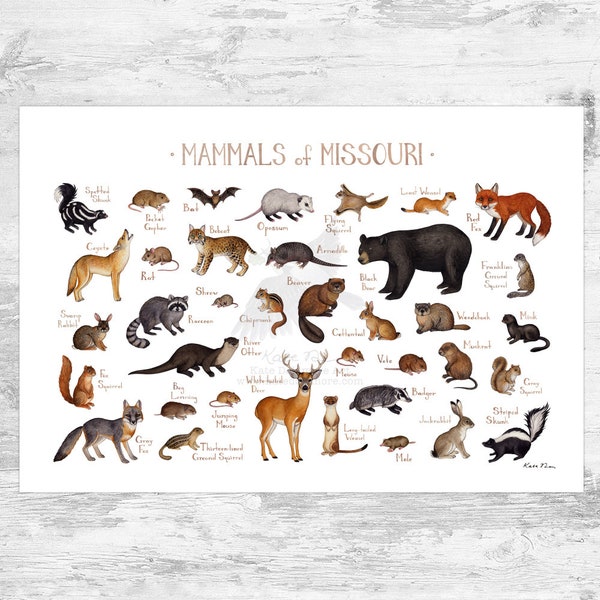 Missouri Mammals Field Guide Art Print  / Animals of Missouri / Watercolor Painting / Wall Art / Nature Print / Wildlife Poster