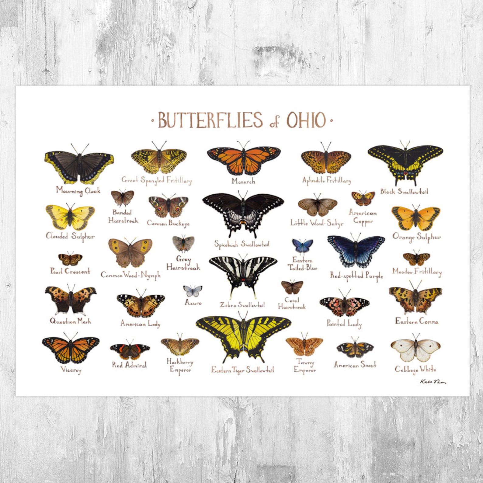 Ohio Butterflies Field Guide Art Print / Butterfly Poster / | Etsy