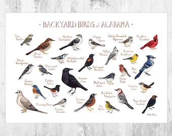 Florida Backyard Birds Field Guide Art Print / Watercolor | Etsy