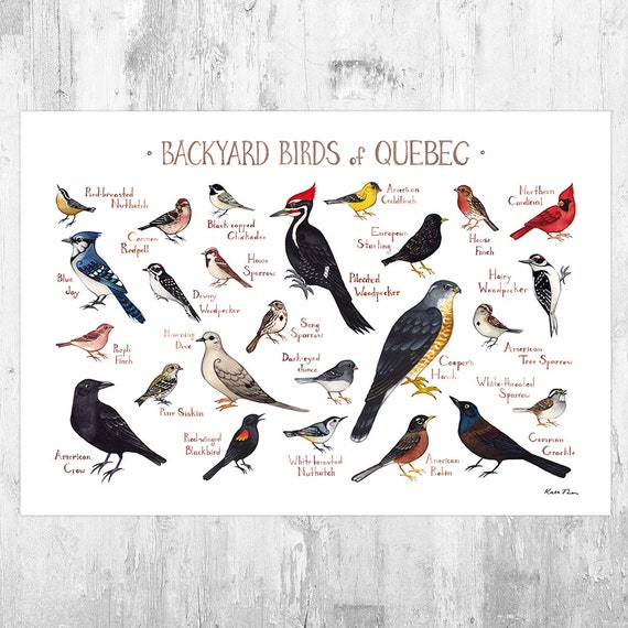 Québec Oiseaux Field Guide Art Print Aquarelle Peinture Art Mural Nature Print Poster Doiseau