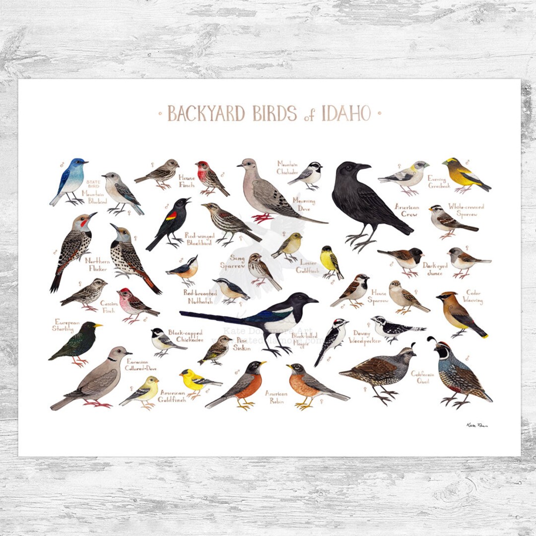 Idaho Backyard Birds Field Guide Art Print / Watercolor - Etsy