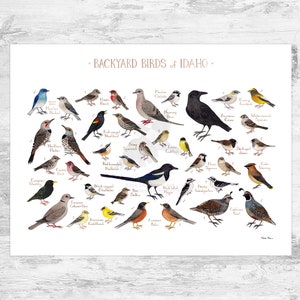 Idaho Backyard Birds Field Guide Art Print / Watercolor Painting Print / Birdwatching Wall Art / Nature Print / Bird Poster