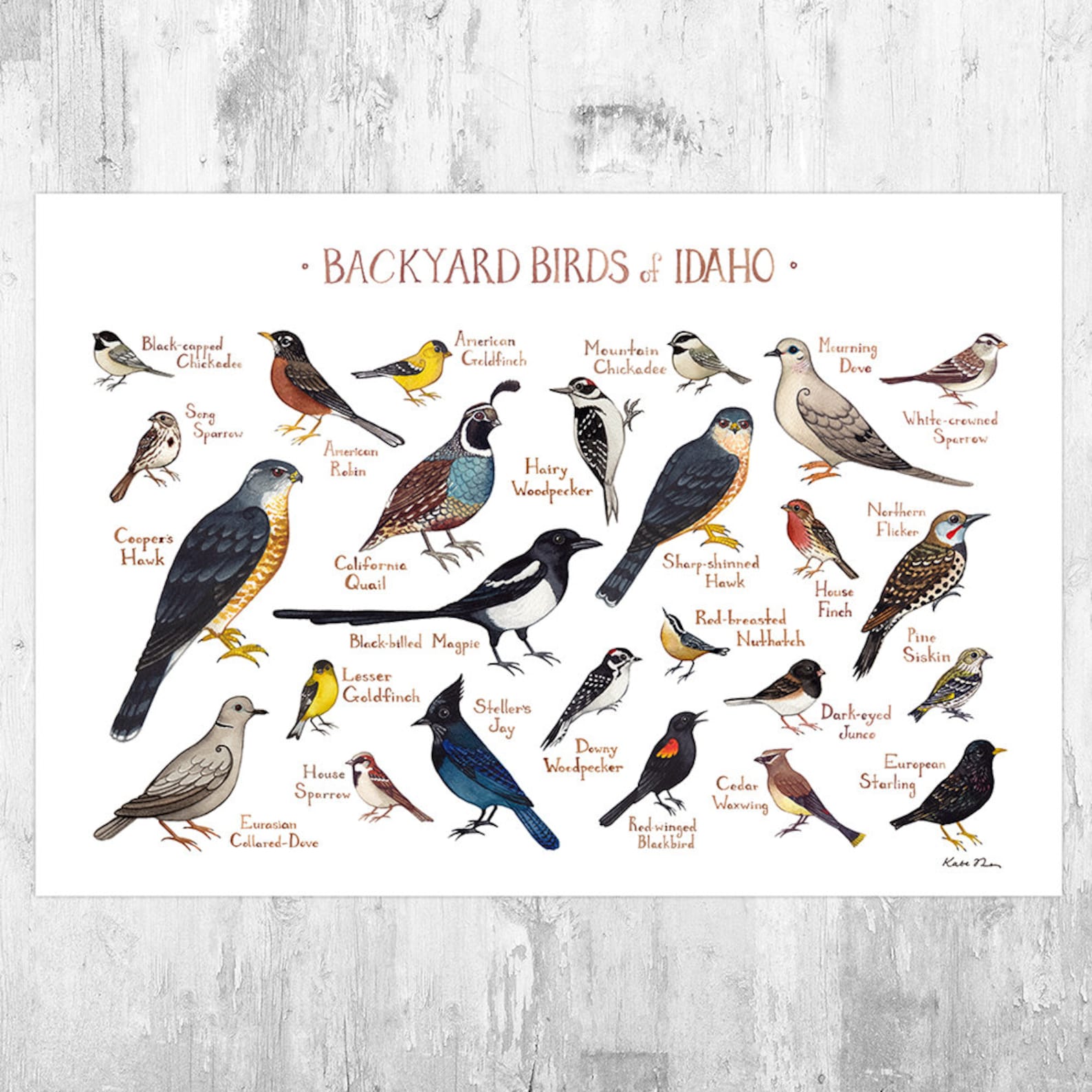 Idaho Backyard Birds Field Guide Art Print Backyard B vrogue.co