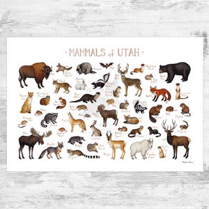 Utah Land Mammals Field Guide Art Print  / Animals of Utah / Watercolor Painting / Wall Art / Nature Print / Wildlife Poster