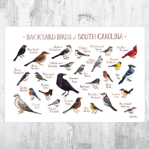 Backyard Bird Identification Chart