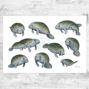 Manatees Signed Art Print / Florida Manatee Art / West Indian Manatee Nature Study / Cute Manatees Poster