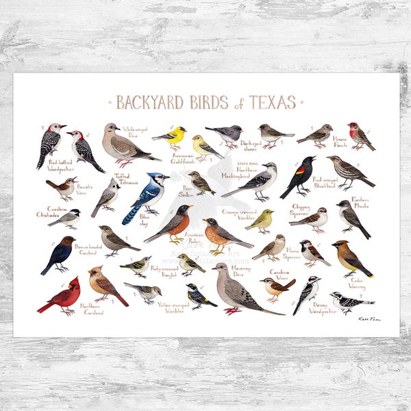 Texas Backyard Birds Field Guide Art Print / Watercolor Painting Print / Birdwatching Wall Art / Nature Print / Bird Poster