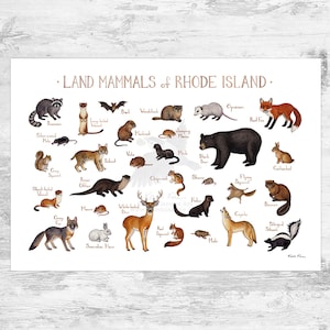 Rhode Island Land Mammals Field Guide Art Print  / Animals of Rhode Island / Watercolor Painting / Wall Art / Nature Print / Wildlife Poster