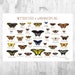 see more listings in the Butterfly Guide Prints section