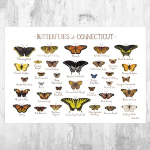 Connecticut Butterflies Field Guide Art Print / Butterfly Poster / Watercolor Painting / Wall Art / Nature Print