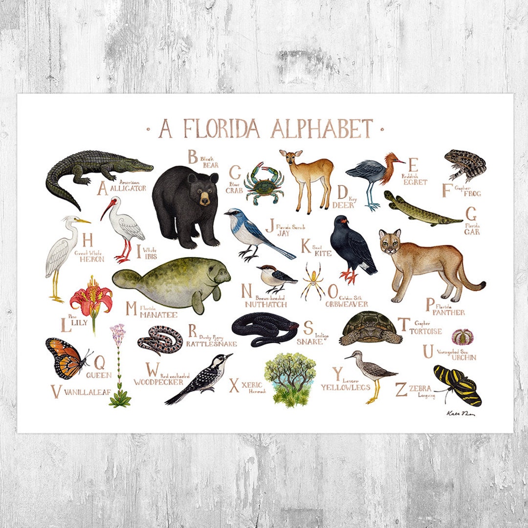Florida Nature Alphabet Chart Art Print / A Florida ABC Nature - Etsy Florida Nature Alphabet Chart Art Print / A Florida ABC Nature - Etsy