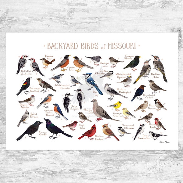 Missouri Backyard Birds Field Guide Art Print / Watercolor Painting Print / Birdwatching Wall Art / Nature Print / Bird Poster