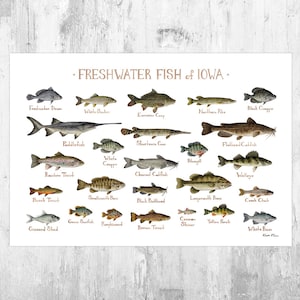 Iowa Freshwater Fish Field Guide Art Print / Fish Nature Study Poster