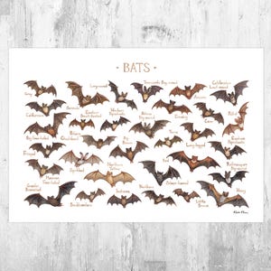 Bats of North America Field Guide Art Print  / Watercolor Wildlife Nature Poster