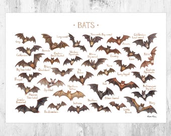 Bats of North America Field Guide Art Print  / Watercolor Wildlife Nature Poster