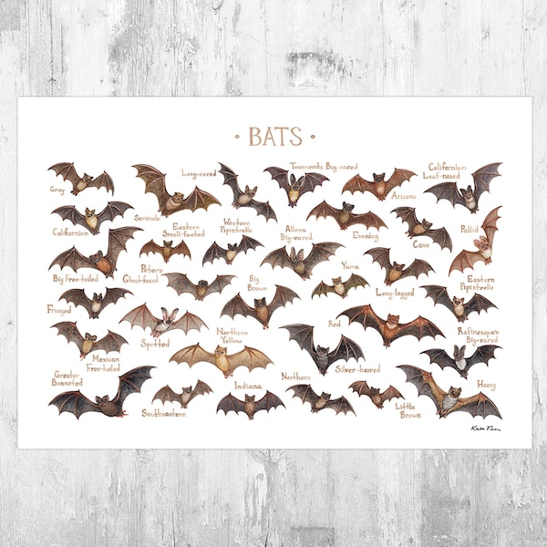 Bats of North America Field Guide Art Print  / Watercolor Wildlife Nature Poster