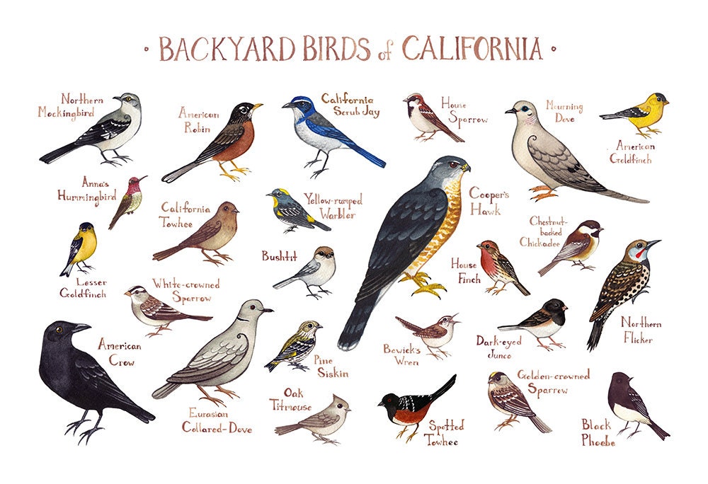 California Backyard Birds Field Guide Art Print / Watercolor Etsy