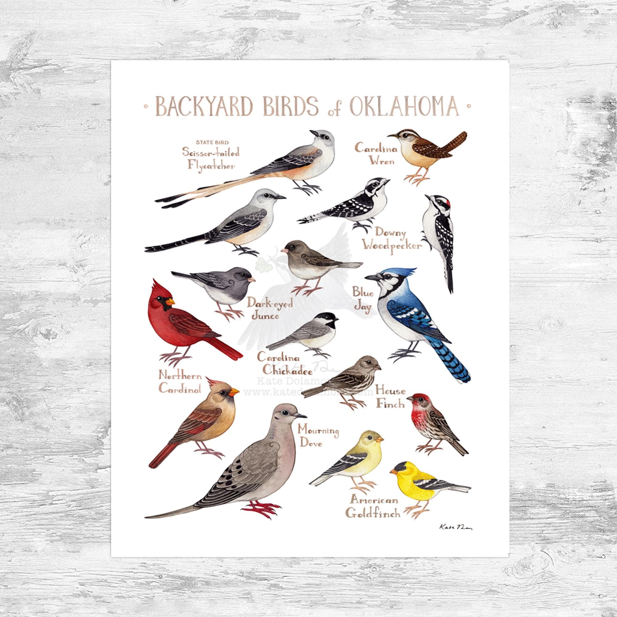 Oklahoma Backyard Birds Field Guide Art Print Mini 8x10