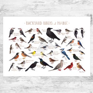 Maine Backyard Birds Field Guide Art Print / Impresión de pintura de acuarela / Arte de pared de observación de aves / Impresión de la naturaleza / Cartel de aves