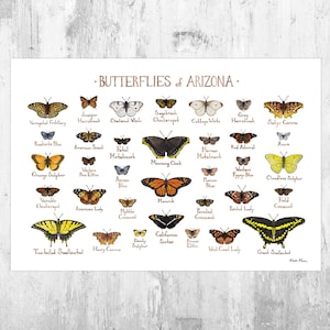 Arizona Butterflies Field Guide Art Print / Butterfly Poster / Watercolor Painting / Wall Art / Nature Print