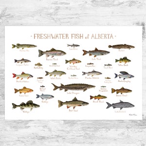 Alberta Freshwater Fish Field Guide Art Print / Fish Nature Study Poster
