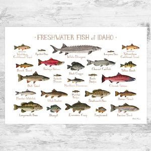 Impression d'art du guide des poissons d'eau douce de l'Idaho / Poster d'étude de la nature des poissons