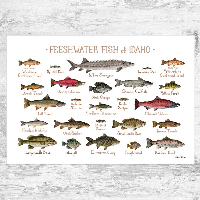 Idaho Freshwater Fish Field Guide Art Print / Fish Nature Study Poster ...