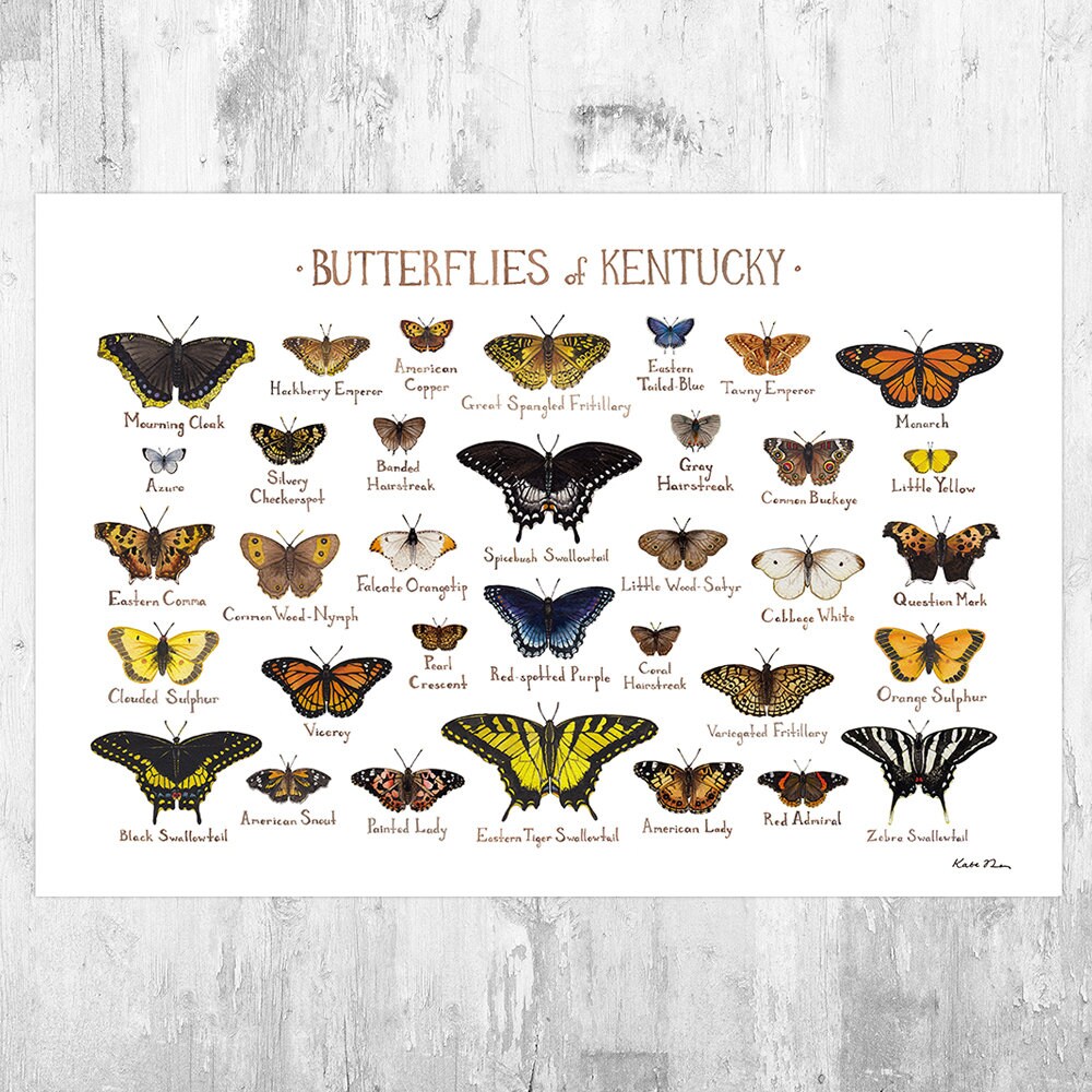 22 x 28 Assortment Butterflies II Poster Print by Wild Apple Portfolio 22 x 28 Assortment Butterflies II Poster Print by Wild Apple Portfolio