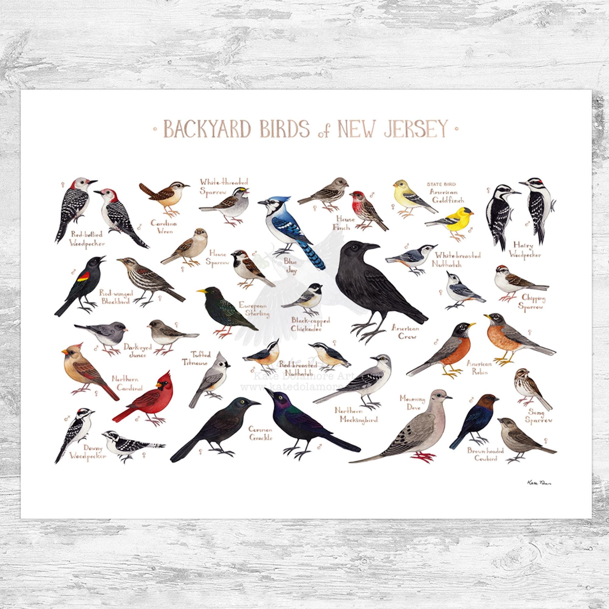 Jersey birds clearance