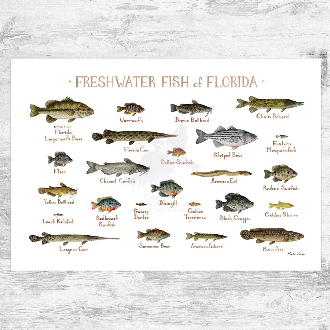 Florida Freshwater Fish Field Guide Art Print / Fish Nature Study Poster 