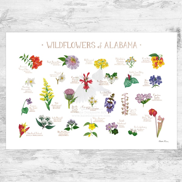 Alabama Wildflowers Field Guide Art Print / Common Flowers of Alabama / Alabama Native Plants Poster