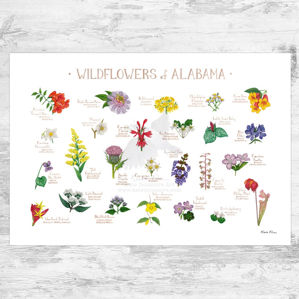 Alabama Wildflowers Field Guide Art Print / Common Flowers of Alabama /  Alabama Native Plants Poster - Etsy