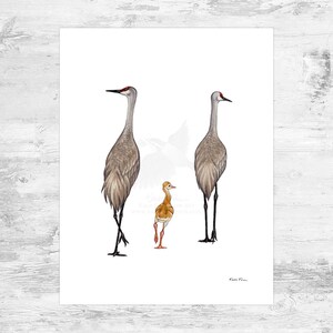 Sandhill Crane Family of 3 Signed Art Print / 8.5x11 Sandhill Crane Watercolor Painting Art Print