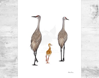 Sandhill Crane Family of 3 Signed Art Print / 8.5x11 Sandhill Crane Watercolor Painting Art Print