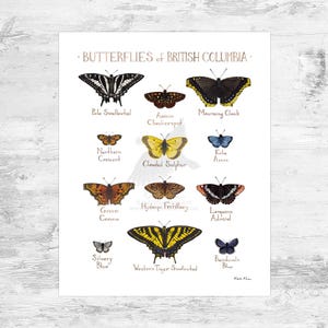 May include: A print showcasing watercolour illustrations of British Columbia butterflies. The artwork includes detailed depictions of species like the Pale Swallowtail, Mourning Cloak, and Western Tiger Swallowtail, with their names labelled below.