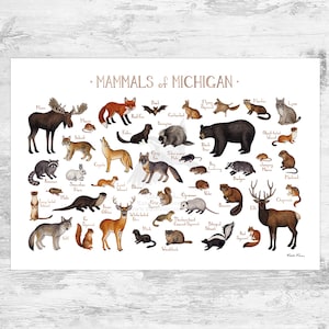 洋書 CLASSIC NATURAL HISTORY PRINTS MAMMALS 洋書 CLASSIC NATURAL HISTORY PRINTS MAMMALS WHITE LOTUS