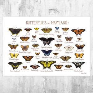 Impresión artística de la Guía de campo de mariposas de Maryland / Póster de mariposas / Pintura de acuarela / Arte mural / Impresión de naturaleza