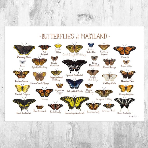 Maryland Butterflies Field Guide Art Print / Butterfly Poster / Watercolor Painting / Wall Art / Nature Print